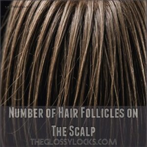 Number of Hair Follicles on The Scalp