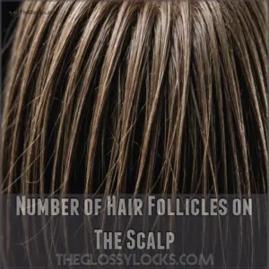 Number of Hair Follicles on The Scalp Number of Hair Follicles on The Scalp