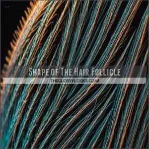 Shape of The Hair Follicle
