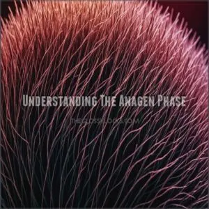 Understanding The Anagen Phase