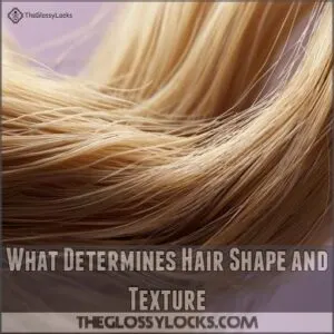 What Determines Hair Shape and Texture