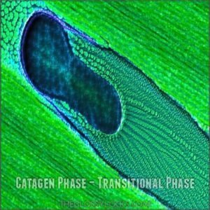 Catagen Phase – Transitional Phase