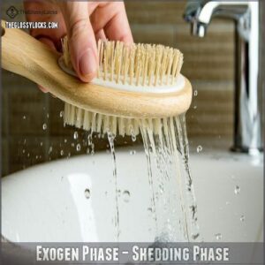 Exogen Phase – Shedding Phase