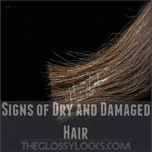 Signs of Dry and Damaged Hair