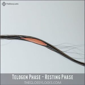 Telogen Phase – Resting Phase