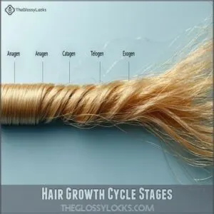 Hair Growth Cycle Stages