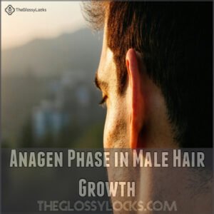 Anagen Phase in Male Hair Growth