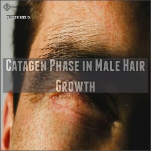 Catagen Phase in Male Hair Growth