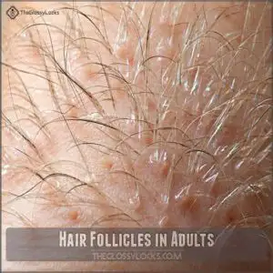 Hair Follicles in Adults