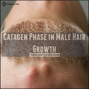 Catagen Phase in Male Hair Growth Catagen Phase in Male Hair Growth