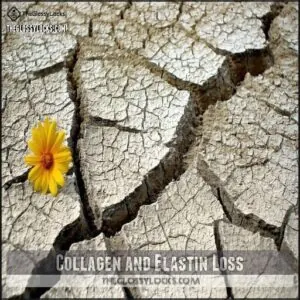 Collagen and Elastin Loss Collagen and Elastin Loss