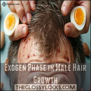 Exogen Phase in Male Hair Growth