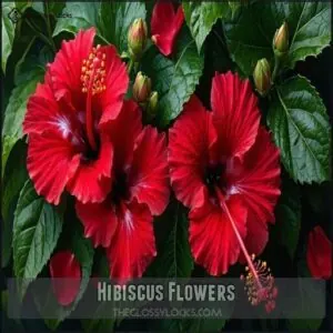 Hibiscus Flowers Hibiscus Flowers