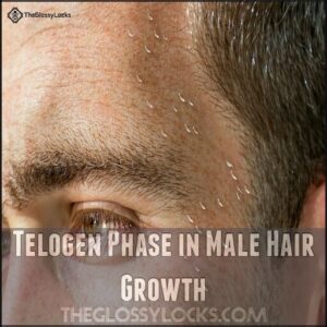 Telogen Phase in Male Hair Growth