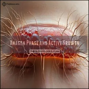 Anagen Phase and Active Growth
