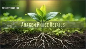 anagen phase details