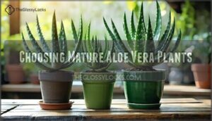 choosing mature aloe vera plants
