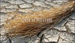 lack of moisture