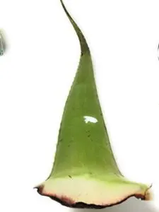 Leaf Aloe Vera Organic, 1 B07D76H7ZR