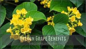 oregon grape benefits