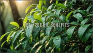 tea tree oil benefits tea tree oil benefits