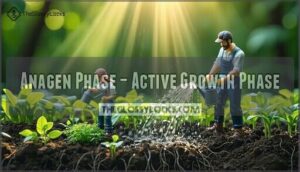 anagen phase – active growth phase
