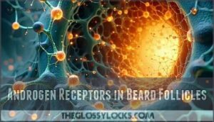 androgen receptors in beard follicles