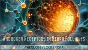 androgen receptors in beard follicles