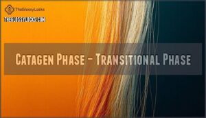catagen phase – transitional phase