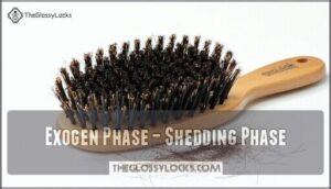 exogen phase – shedding phase