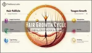 hair growth cycle
