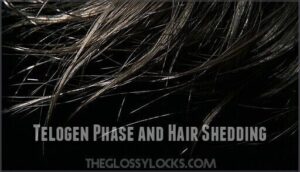 telogen phase and hair shedding