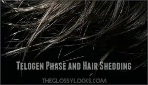 telogen phase and hair shedding