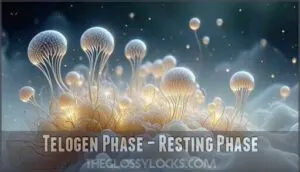telogen phase – resting phase telogen phase – resting phase