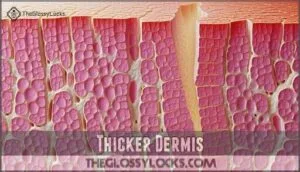 thicker dermis