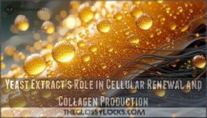 yeast extract's role in cellular renewal and collagen production