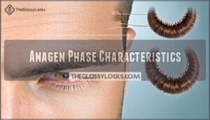 anagen phase characteristics