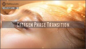 catagen phase transition