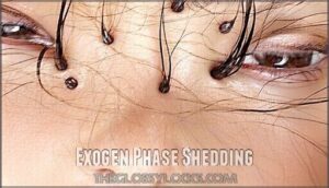 exogen phase shedding