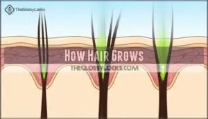 how hair grows
