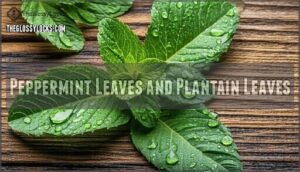 peppermint leaves and plantain leaves