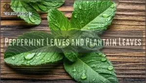 peppermint leaves and plantain leaves