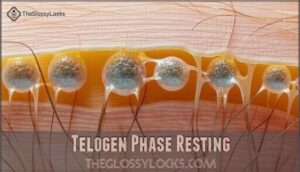 telogen phase resting