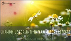 chamomile for anti-inflammatory effects