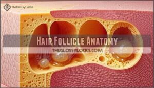 hair follicle anatomy