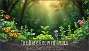 the hair growth cycle the hair growth cycle