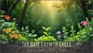 the hair growth cycle