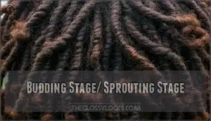 budding stage/ sprouting stage
