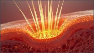 anagen (active growth phase) anagen (active growth phase)