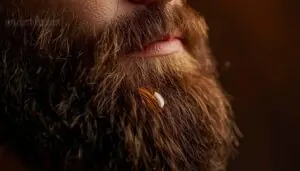 brush damp beard from root to tip brush damp beard from root to tip